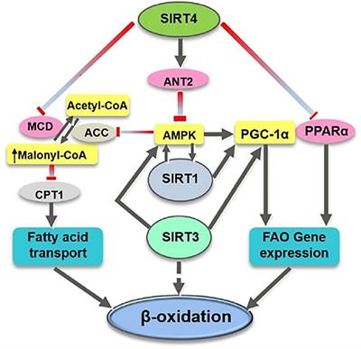 SIRT4 and Its Roles in Energy and Redox Metabolism in Health, Disease and During Exercise
